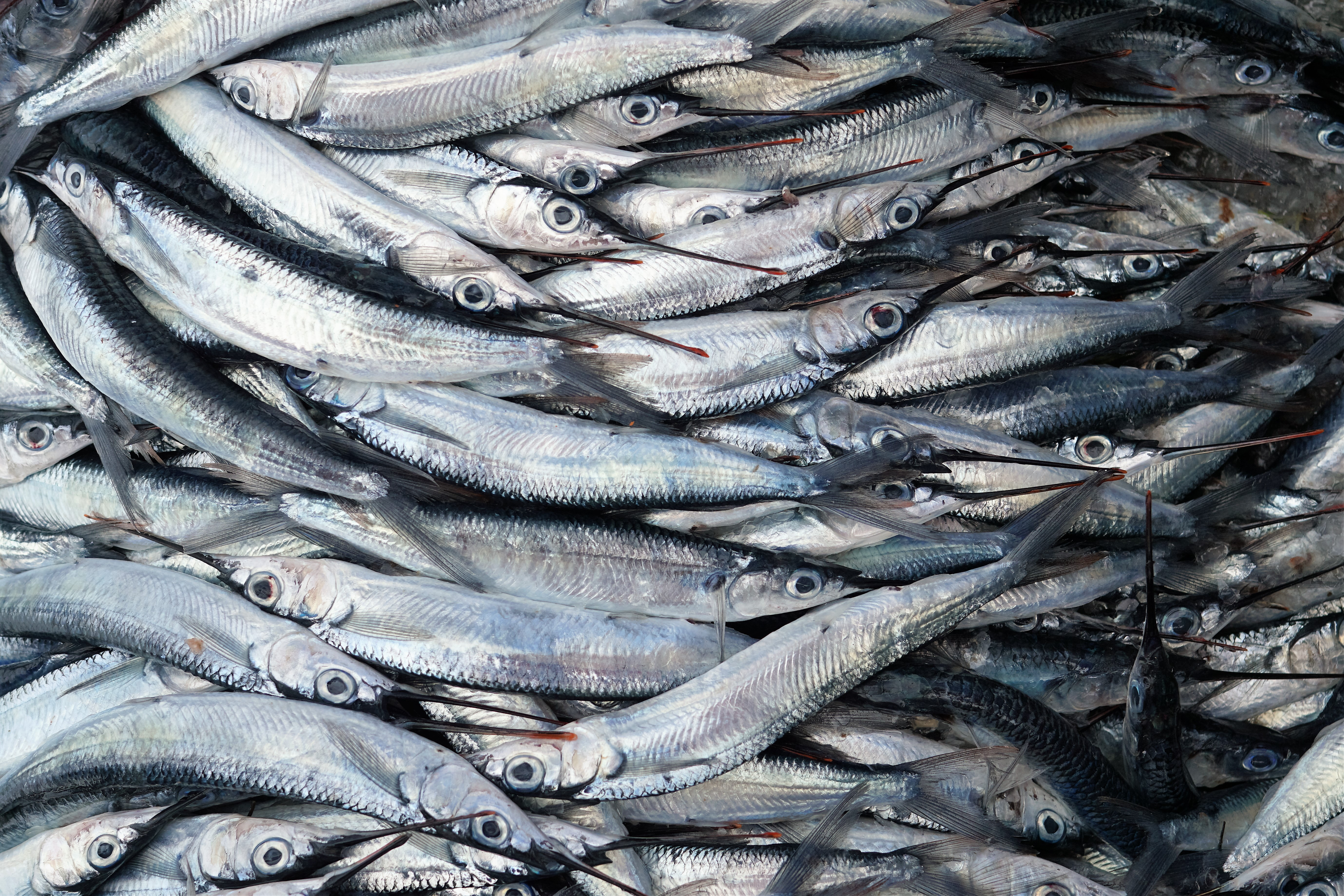 Fish